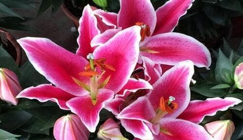 红色百合花的花语与寓意（揭秘红色百合花的深刻内涵和神秘寓意）