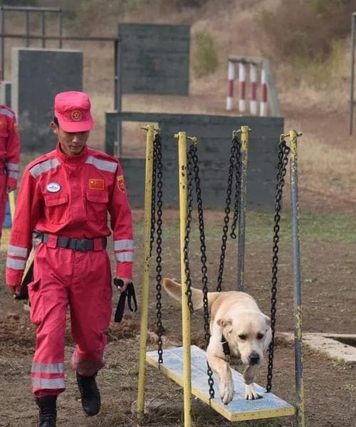 如何训练搜救犬：从品种选择到实战应用的全方位指南