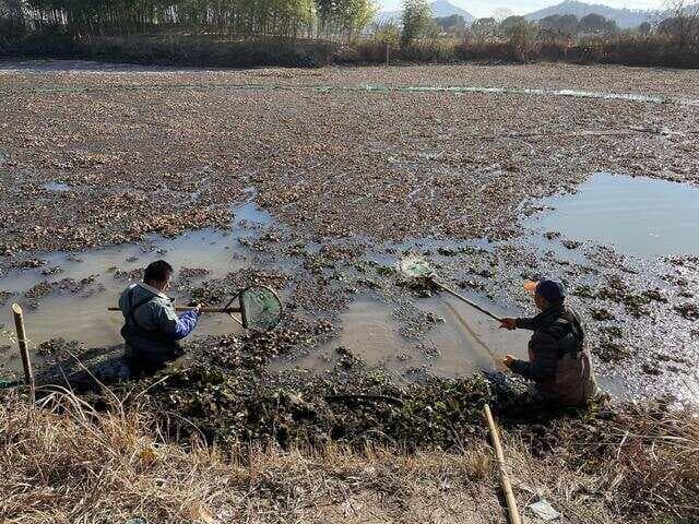 水葫芦的弱点太好笑！曾“泛滥成灾”，却被我们用一招就制住了！