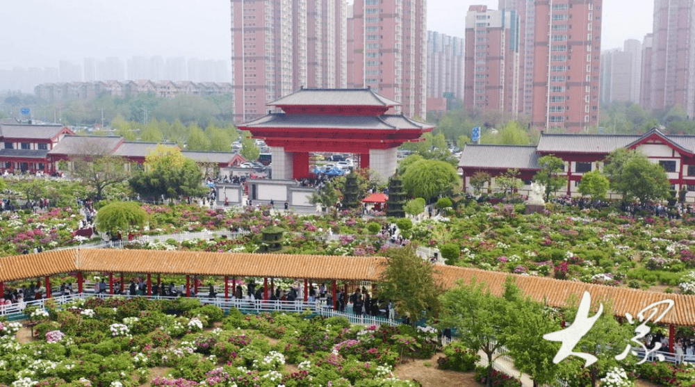 好一朵美丽的“富民花”——菏泽市牡丹产业高质量发展纪实