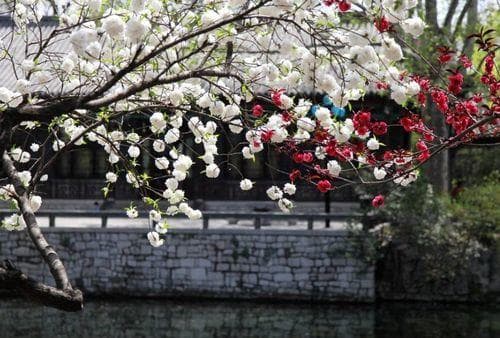 “一树梨花压海棠”：从苏轼诗到文化符号的千年传承