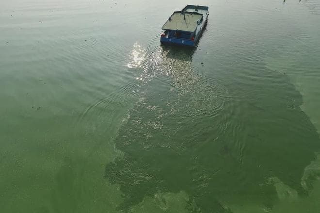 不同的角度不一样的认识：最简单的自养植物生物——蓝藻