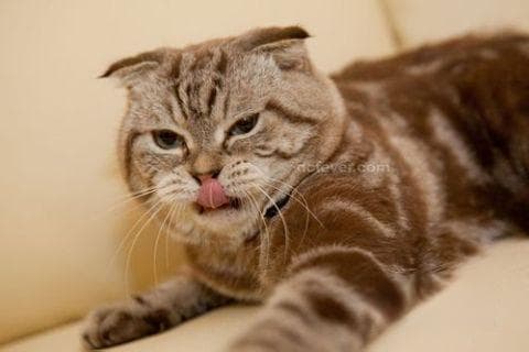 如何让宠物更忠诚？十个实用秘诀大公开！
