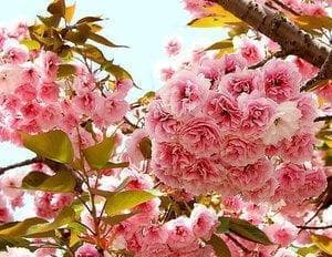 樱花——日本的骄傲与希望（赏樱文化的传承与共享）