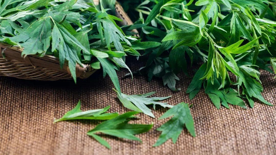 艾叶缓解颈肩腰腿痛：三种实用家庭疗法