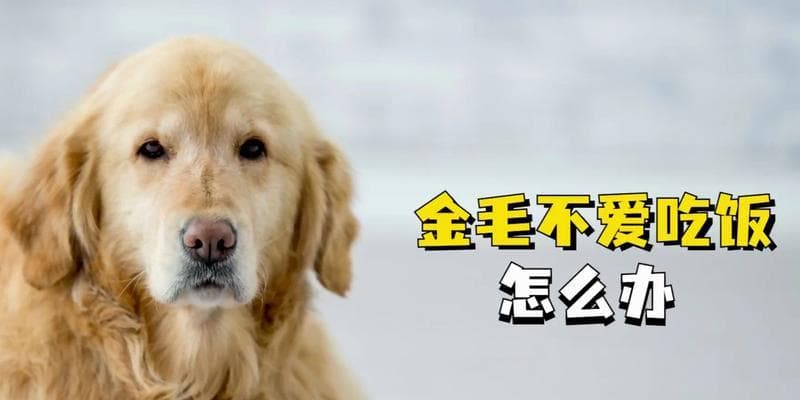 金毛犬臭气熏天？教你6个小妙招，简单祛臭！