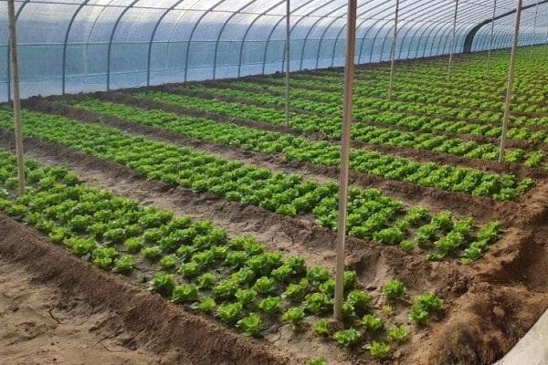 2月份播种的蔬菜明细表及种植注意事项