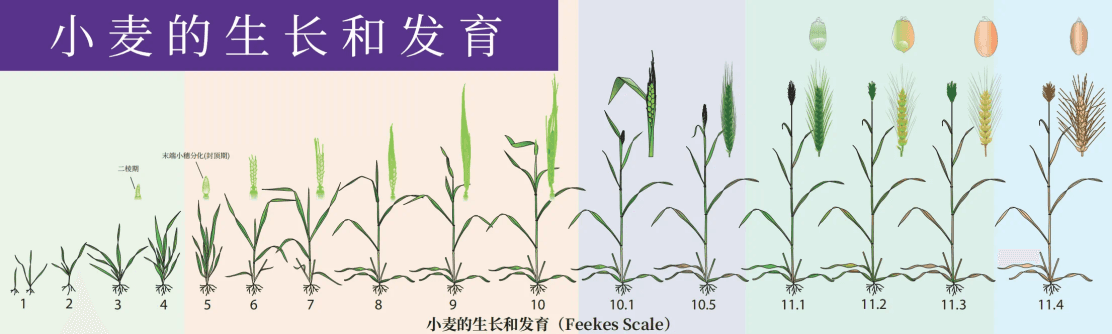 解码冬小麦抗旱里的“技术范”