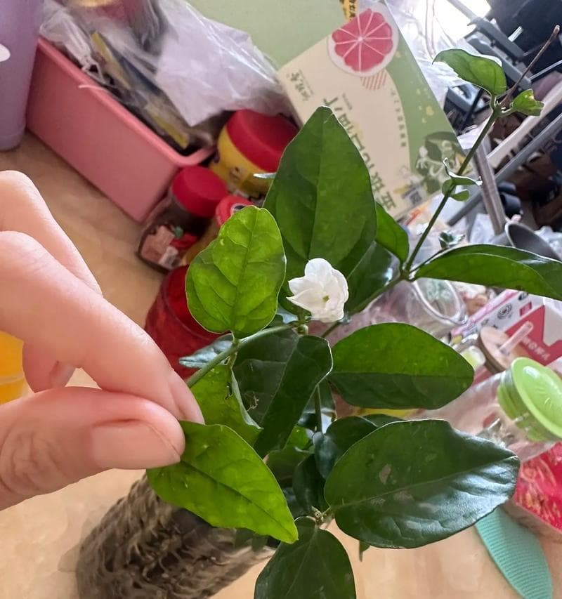 水培茉莉花的养护技巧（让你的茉莉花在水中绽放生机）
