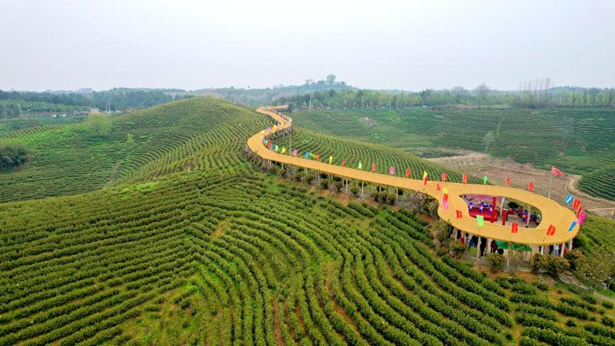信阳光山：黄金茶开采忙 景色美醉春光