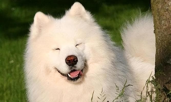 萨摩耶训练的关键：培养乖巧听话的萨摩耶犬