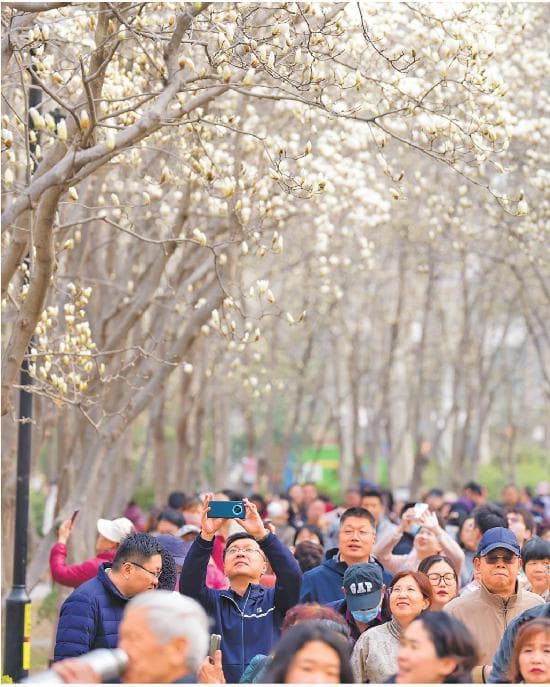 春日限定赏花游，期待更长“花期”