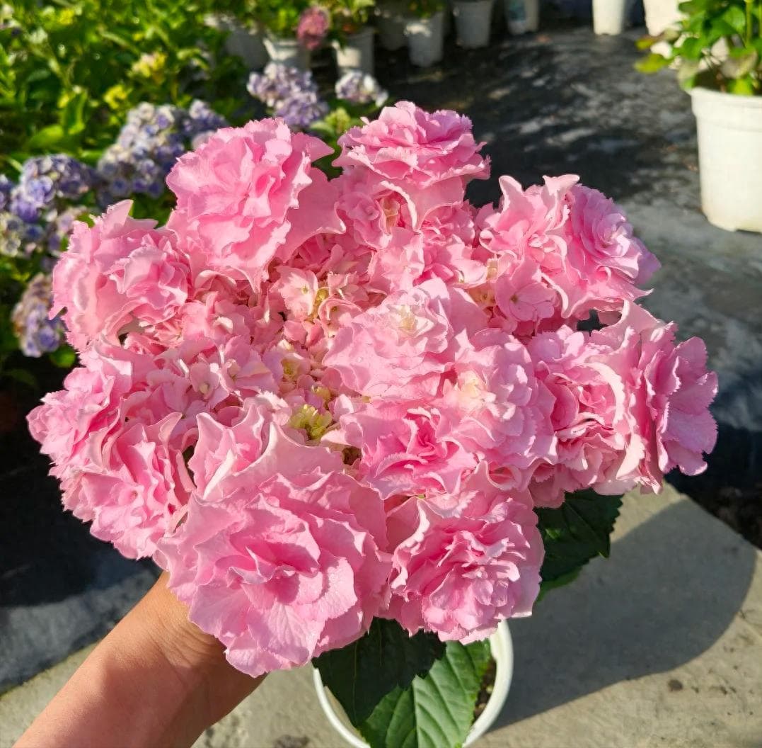4种花就是“醋罐子”，浇点“酸水”，花比叶还多，太漂亮了