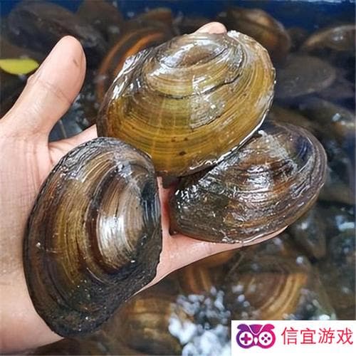 河蚌用什么呼吸？揭秘河蚌独特的呼吸方式