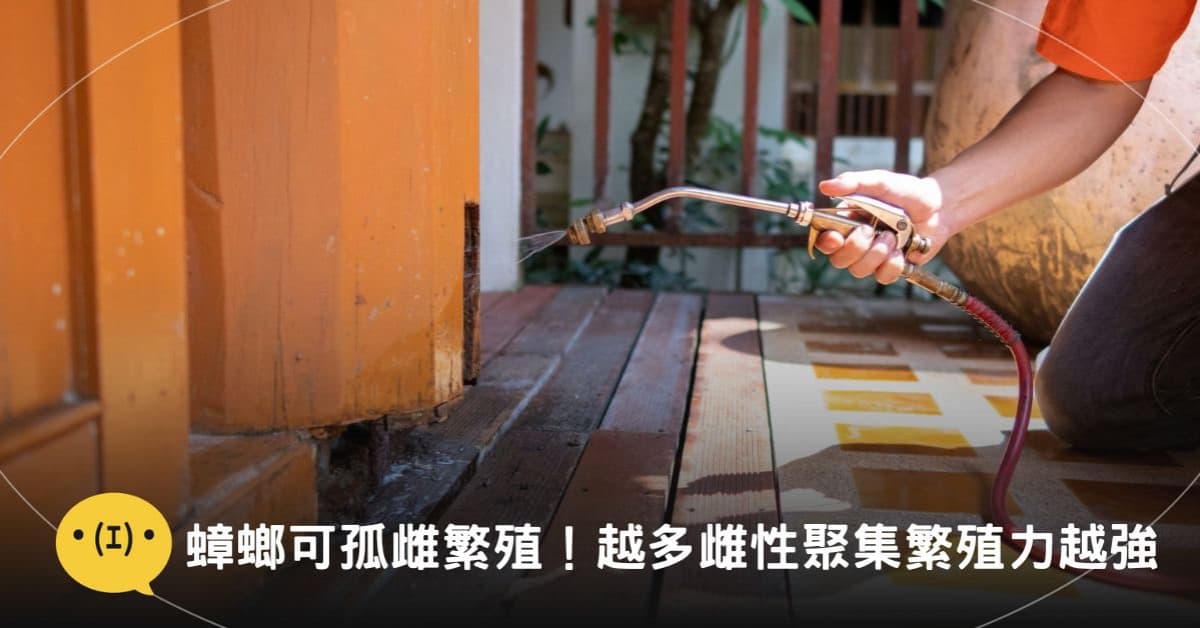 单只雌性蟑螂也能繁殖后代！平均10天就可产下卵鞘