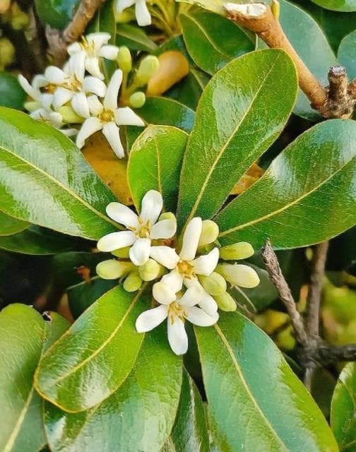 精彩花卉养护技巧：让你的花园绽放鲜花海洋