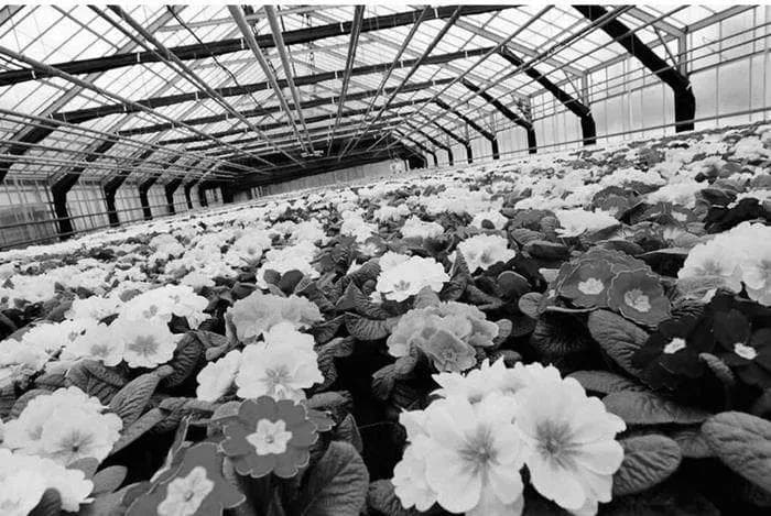 现代温室大棚花卉栽培技术及推广策略与实施路径