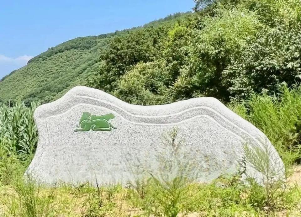 东北虎豹国家公园发现老虎追捕棕熊，专家表示：不算是罕见现象