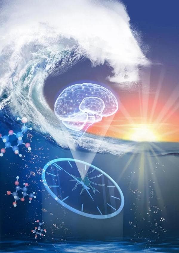 Nature：揭示胰岛素敏感性的昼夜节律调控机制
