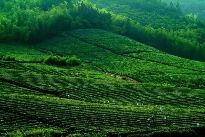 碧螺春：洞庭湖畔的千年名茶