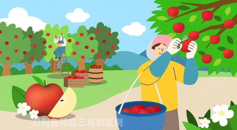 刀利鱼和红三鱼的区别
