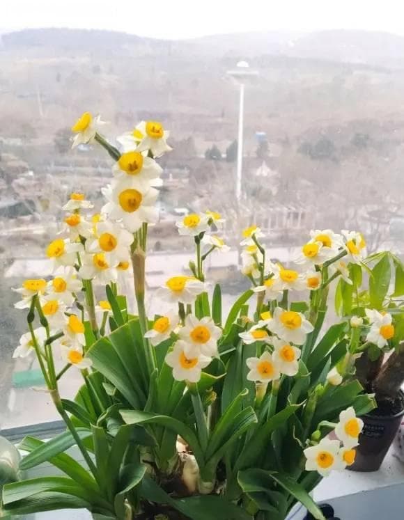 养水仙花，教你一招，“花随人意”，想让它啥时开，就啥时开