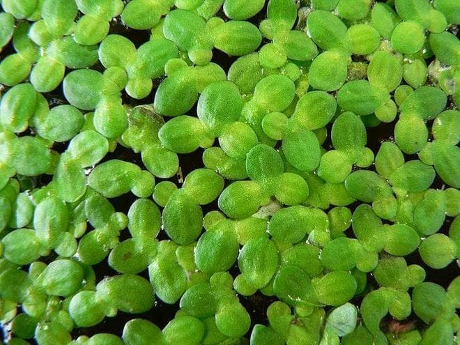 天南星科浮萍亚科：4属38种水生植物的科学解读