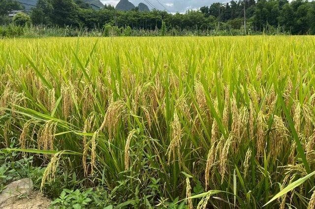 籼型杂交水稻：中国农业科技的重大突破