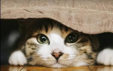 猫咪喜欢钻床底下的原因及如何避免（宠物猫咪的行为习惯分析与应对方法）