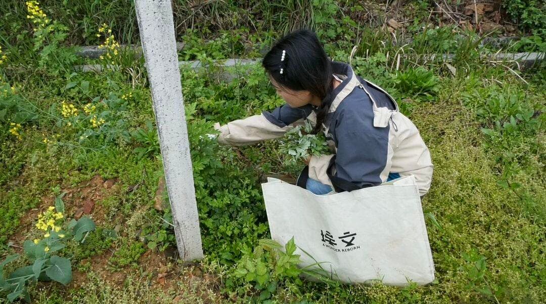 蒿草粑：春天里的山野味道