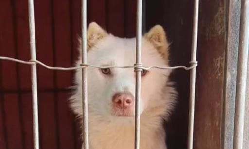 狗和狐狸（两种相似物种的繁育能力探究）