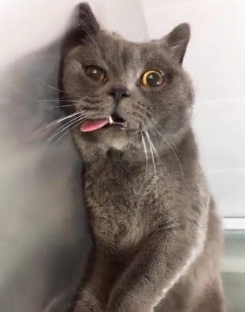 猫咪恐惧时易尿失禁，需关注心理状态。
