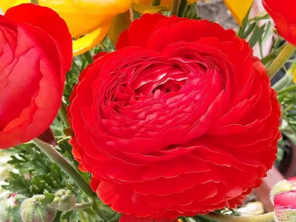 花毛茛养护指南：浇水、施肥与种植要点