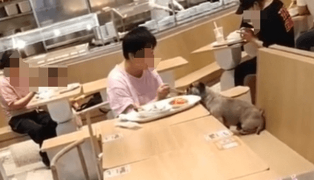 宠物主人餐厅内与狗共用餐具，“宠物友好”也要有所限制
