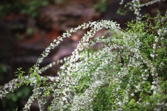 海棠、樱花、喷雪花，这里满园春色关不住