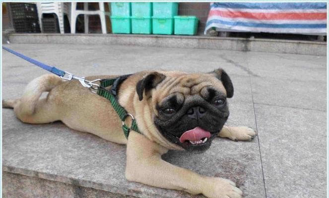 巴哥犬训练全攻略：如何培养一只温顺听话的巴哥犬