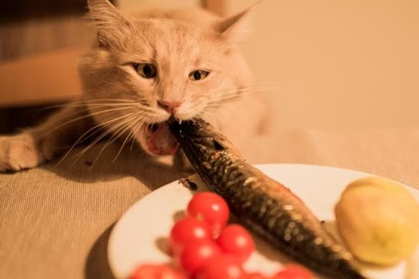 怎样给胖猫减肥，可减少摄入量、选用减肥猫粮等