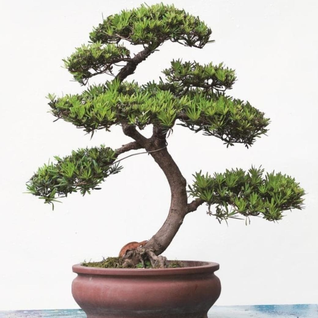 家庭院落栽什么树好（家中有院子，就栽这6种吉祥树）