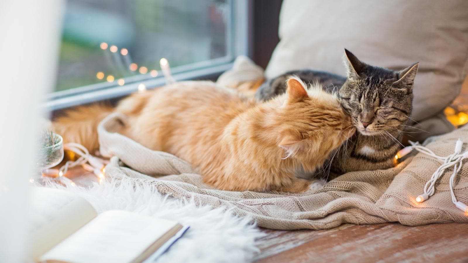 如何让老猫和新猫和平共处