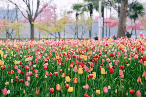 上海大宁公园郁金香赏花攻略