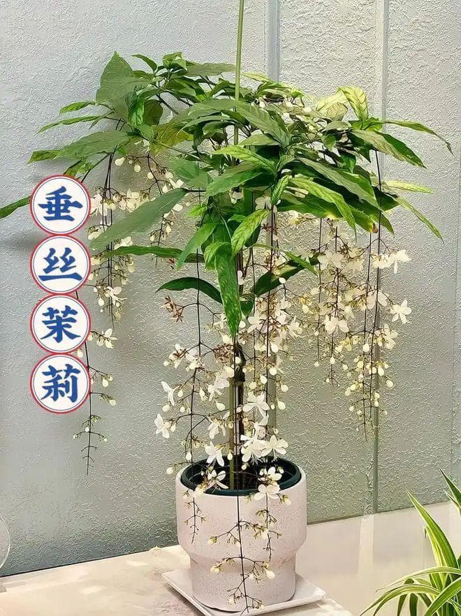 垂丝茉莉养护秘籍：让仙子在家中绽放美丽