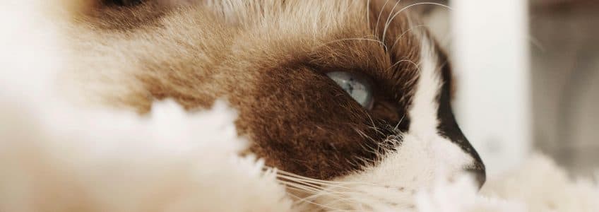 猫砂质量的判断标准