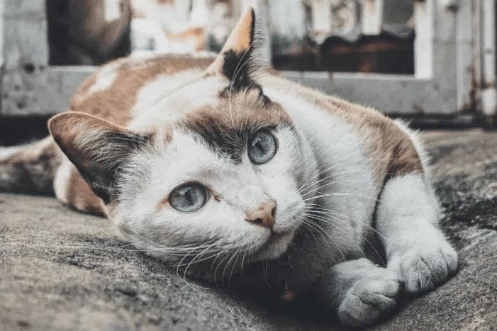 如何科学投喂流浪猫？看这一篇就够了！