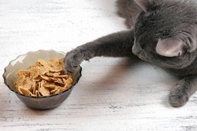 【科普】猫咪能吃人类的食物吗？