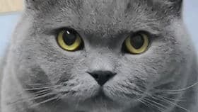 宠物皮肤病，俗称猫藓