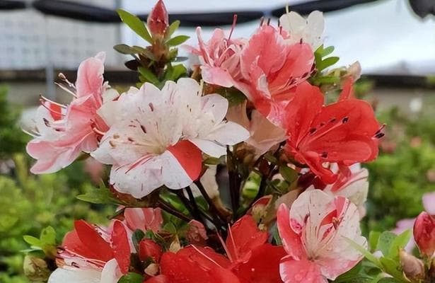 水培干杜鹃花的养护（水培干杜鹃花的种植技巧和养护方法）