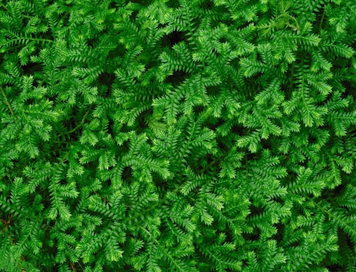 九死还魂草怎么种植好（描述还魂草的种植栽培技术）
