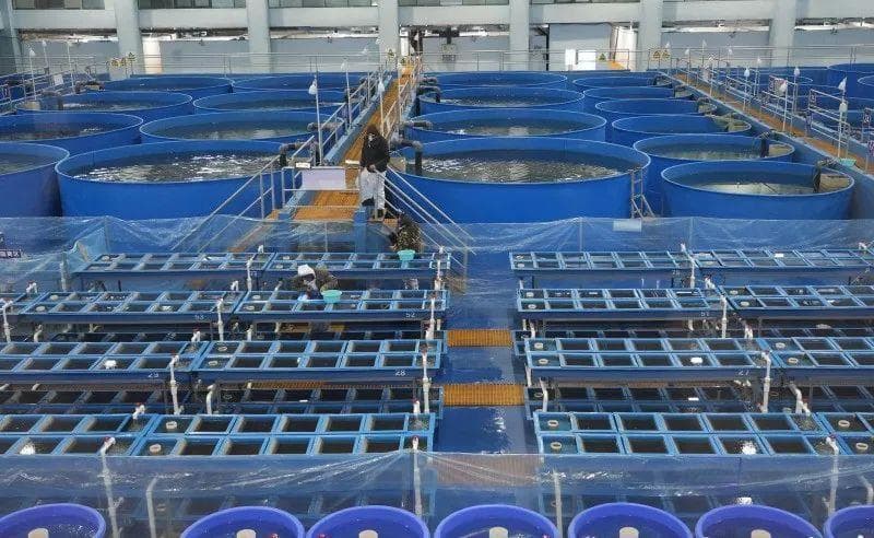 新春走基层 | 冷水鱼“游”出特色养殖路 助力渔业高质量发展