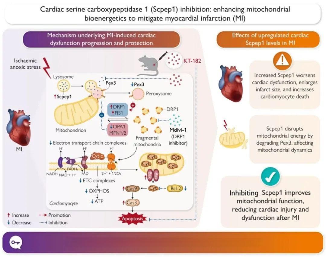 Eur Heart J：Scpep1通过降解Pex3蛋白加重心肌梗死的新机制