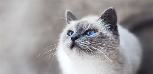 猫咪打呼噜因放松和满足而发，宠物愉悦表现。